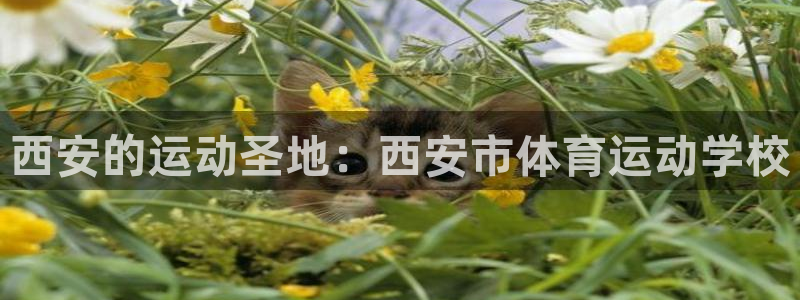 米兰体育官网下载平台是正规平台吗知乎：西安的运动圣地：西安市