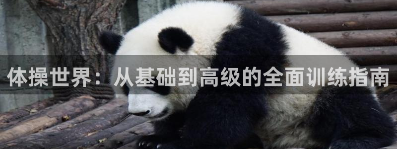 米兰体育官网下载招商电话号码查询：体操世界：从基础到高级的全